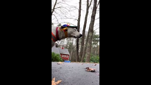 Amazing dog funny video helicopter