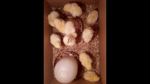 My Lovely Chicks