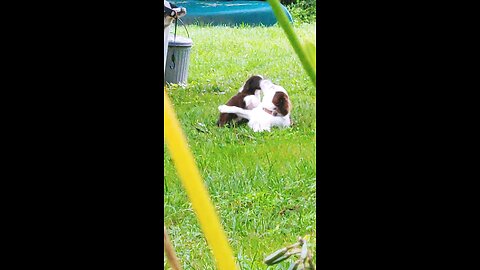 Border Collie pups feed chickens and play with Tinus MAS