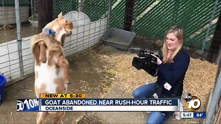 Goat abandoned near Oceanside rush-hour traffic