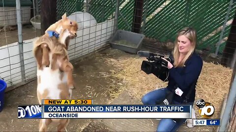 Goat abandoned near Oceanside rush-hour traffic