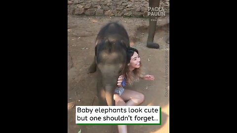 Girl Gets Run Over By Elephant hd #viralclips