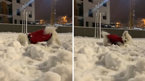 Happy dog enthusiastically plays in the snow