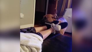 A Dog Puts A Rope Around A Woman's Feet And Tries To Move Her Off The Couch