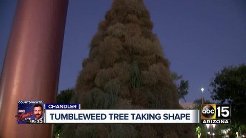 Tumbleweed Tree taking shape in Chandler