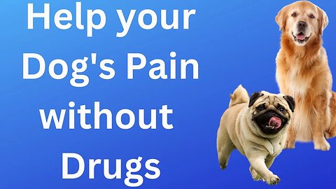 Help your Dog, Cat, or Horse Who Is Hurting without Medication