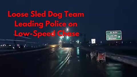 Full Dash Cam Video Released of Loose Sled Dog Team Leading Police On A Chase Around Town
