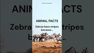 The Mystery of Zebra Stripes: What Is Their True Function?