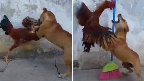 Chicken vs dog fight most insane || never seen before