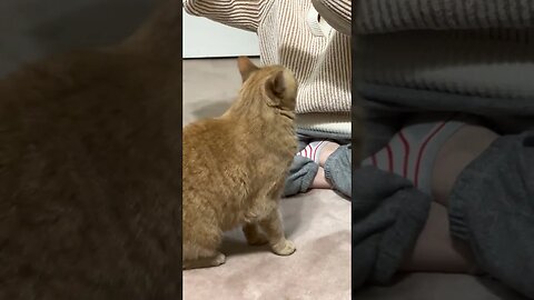 Cats go CRAZY for Squeeze Up Food