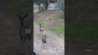 a mom and her baby deer