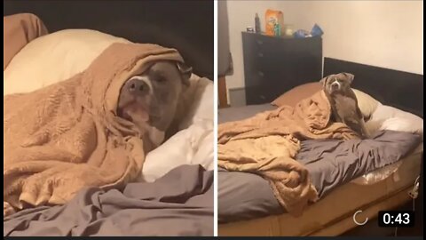 Lazy doggy humorously gets woken up for work #Shorts.
