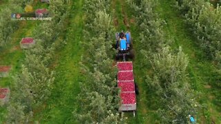 THE MOST BIGGEST APPLE FARM