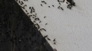 ผึ้งไทย The Fight of the Thai Native Stingless Bees #shorts