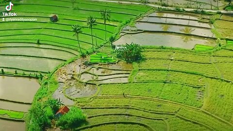 Pemandangan alam sawah || NATURE VIEW OF THE FIELD