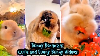 Bunny Bonanza: Cute and Funny Bunny Videos