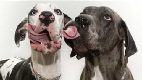Cães dão o "beijo" mais apaixonado da Internet!