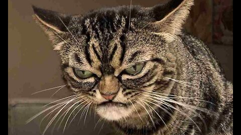 ANGRY ANIMALS | Funny cats!