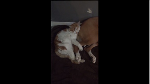 Kitten adorably cuddles with doggy