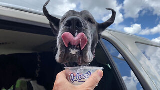 Great Danes Enjoy National Dog Day With Culvers Pup Cups