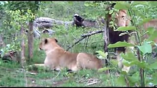 WILDlife: Lion Pairing FAIL! followed by loud roaring