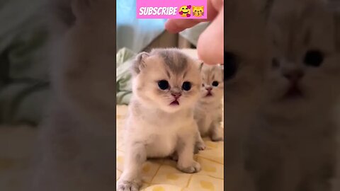 Omg So cute cat baby ! in home ||😽🥰|| #shortsfeed #youtubepets #cat #catvideos