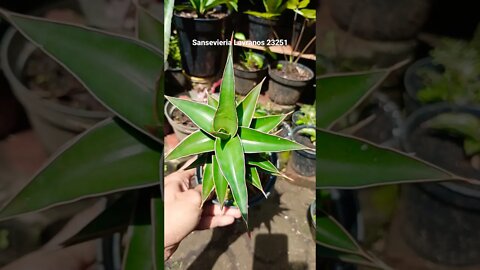 sansevieria lavranos 23251 #shorts