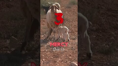 Day 3 MERCY : 12 Days of Celebration 🐑❤️