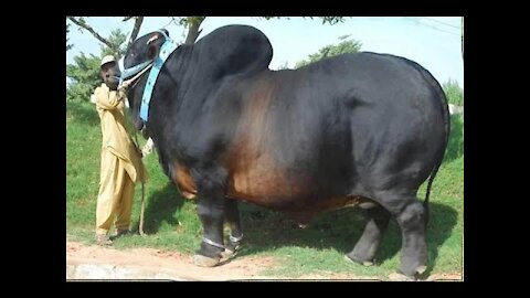 Amazing Big Cow in the WORLD