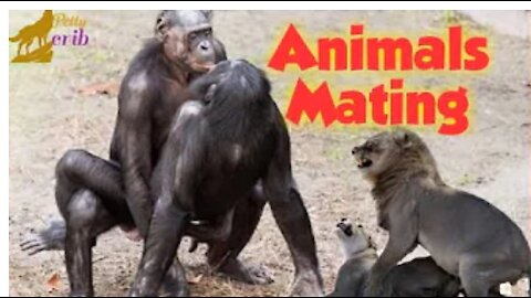 ANIMALS MATING COMPILATION