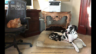 Funny Great Dane Resists Temptation To Pester The Cat ~ Home Schooling