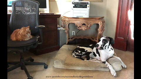 Funny Great Dane Resists Temptation To Pester The Cat ~ Home Schooling