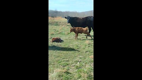 New baby calfs brother is to sleepy to play.