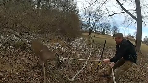 Deputies rescue deer entangled in rope fence