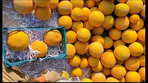 Melon packaging