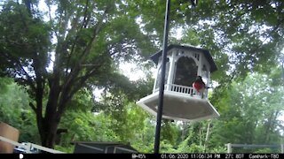 Male Red Breasted Grosbeak