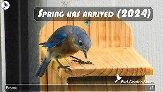 Bird Garden #2 - Spring has arrived (2024)