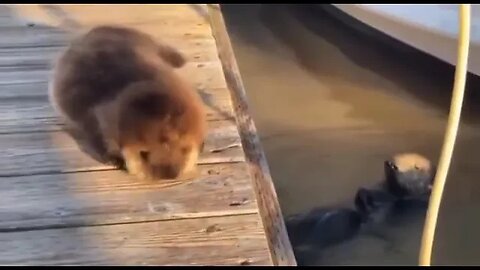 Cute Funny Sea Otter-51