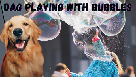 DOG PLAYING WITH BUBBLES Dogs Funny Videos Watch Dogs Playing Dog Fun Video #short 2022