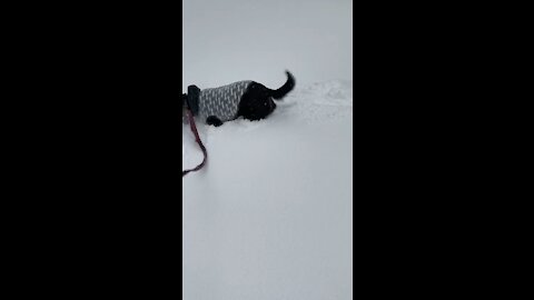 Bailey loves the snow
