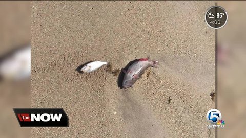 Dead fish wash ashore in Vero Beach