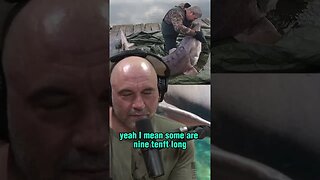 The Mysterious Origins of Caviar and Sturgeon Fishing - Joe Rogan and Forrest Galante