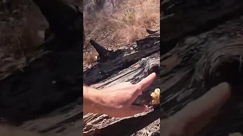 Finding fat wood for fire starter