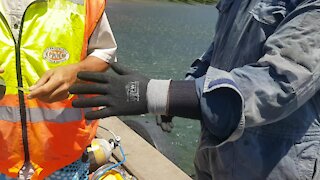 SOUTH AFRICA - Cape Town - Poachers turned commercial divers clean Hout Bay harbour (Video) (eSB)