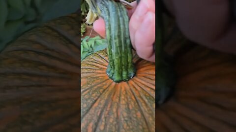 I harvested my PUMPKIN! Oct 15th