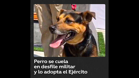 Ejército adopta al perro callejero que se coló en desfile militar en México