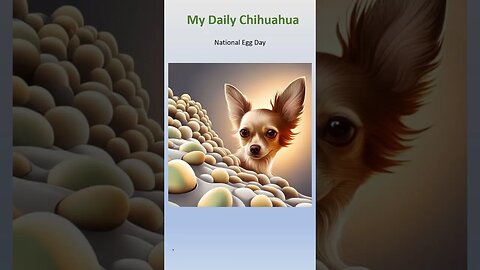 National Egg Day. My Daily Chihuahua. #shorts