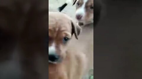 Puppies playing#barking sound#8kviral#ytshorts