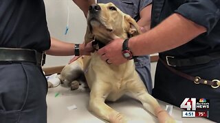 KCK paramedics trained on treatment for K-9 injuries