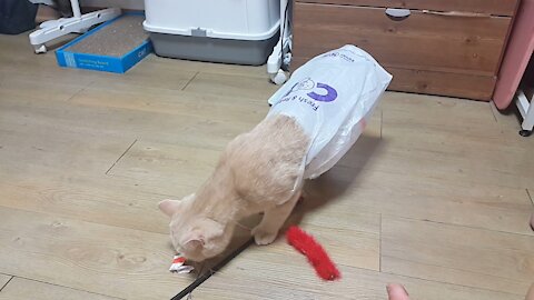 My cat stuck in a plastic bag.